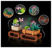Zhe Gao Mini Bonsai Succulents (00901)